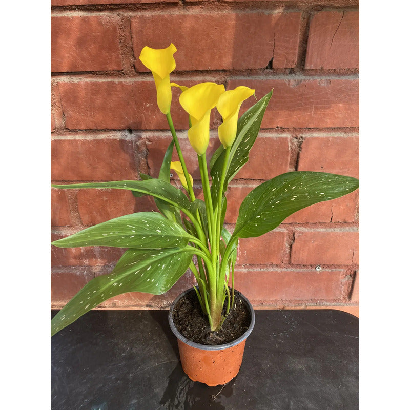 Calas De Colores Planta Ornamental Para Regalo Amarillo