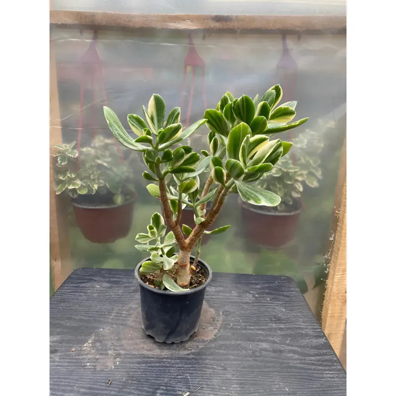Árbol De Jade Variegado Pequeño Árbol De La Abundancia