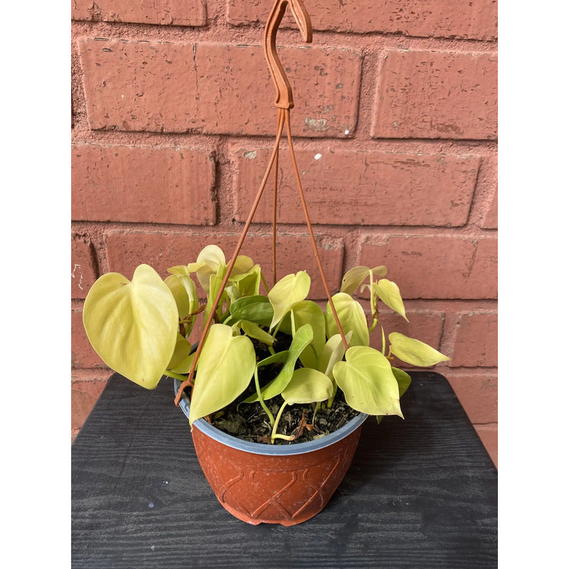 Philodendro Cordatum Lemon