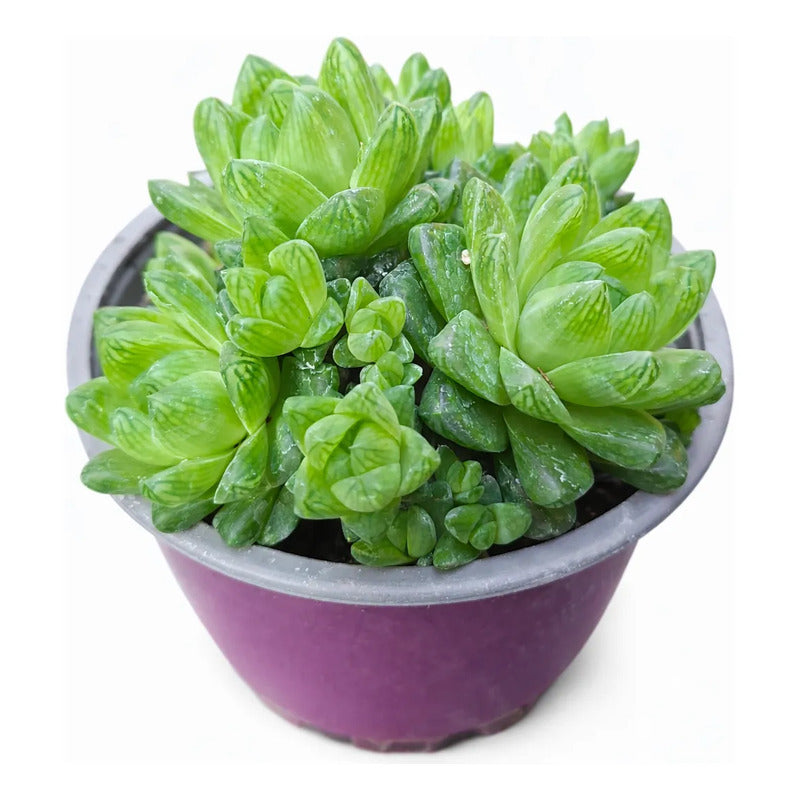 Haworthia Grande Suculenta De Coleccion Agua