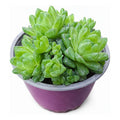 Haworthia Grande Suculenta De Coleccion Agua