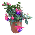Planta Chilco /fucsia/bailarina/no Envío A Regiones Violeta