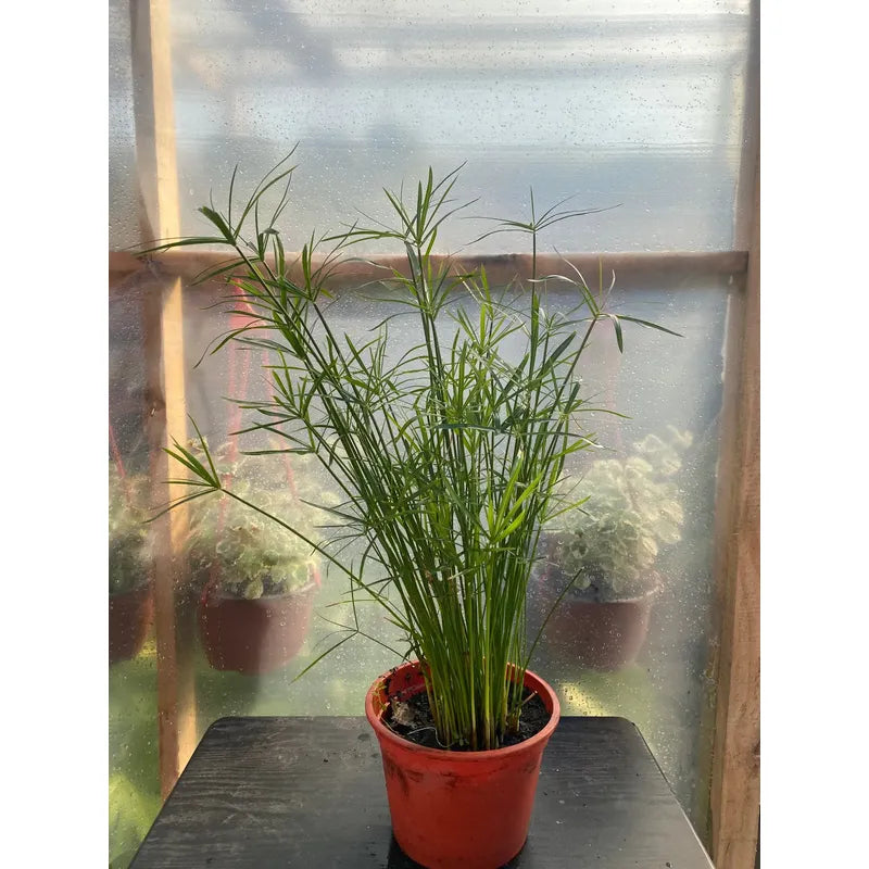 Papiro Enano Planta Acuatica