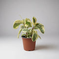 Peperomia Variegada Planta Interior Ornamental