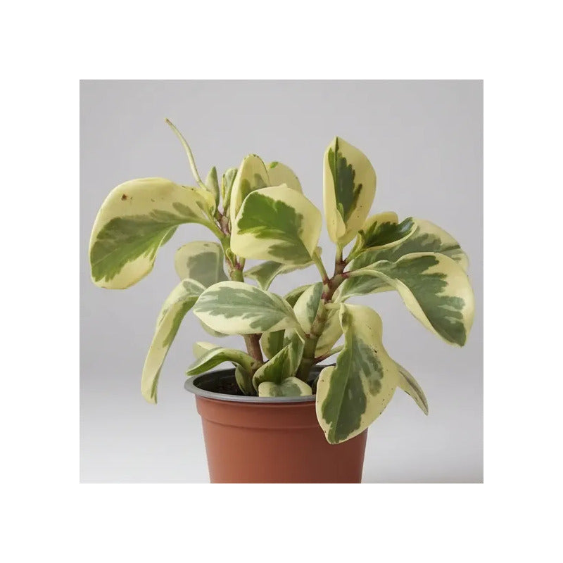 Peperomia Variegada Planta Interior Ornamental