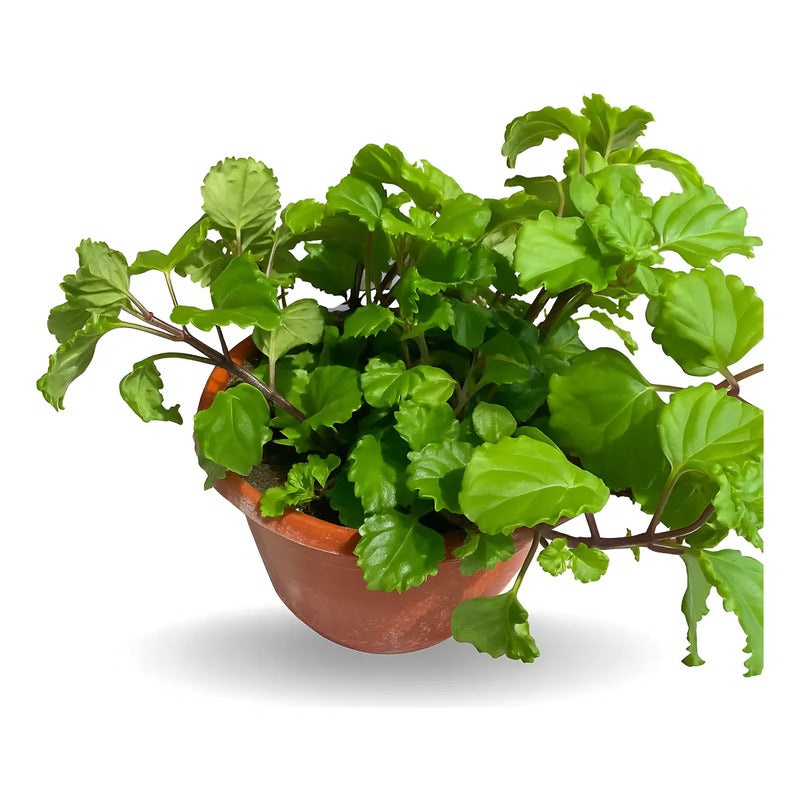 Dolar Verde Planta Colgante Blanco