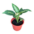 Dieffenbachia Planta De Interior Ornamental