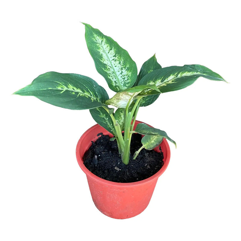 Dieffenbachia Planta De Interior Ornamental
