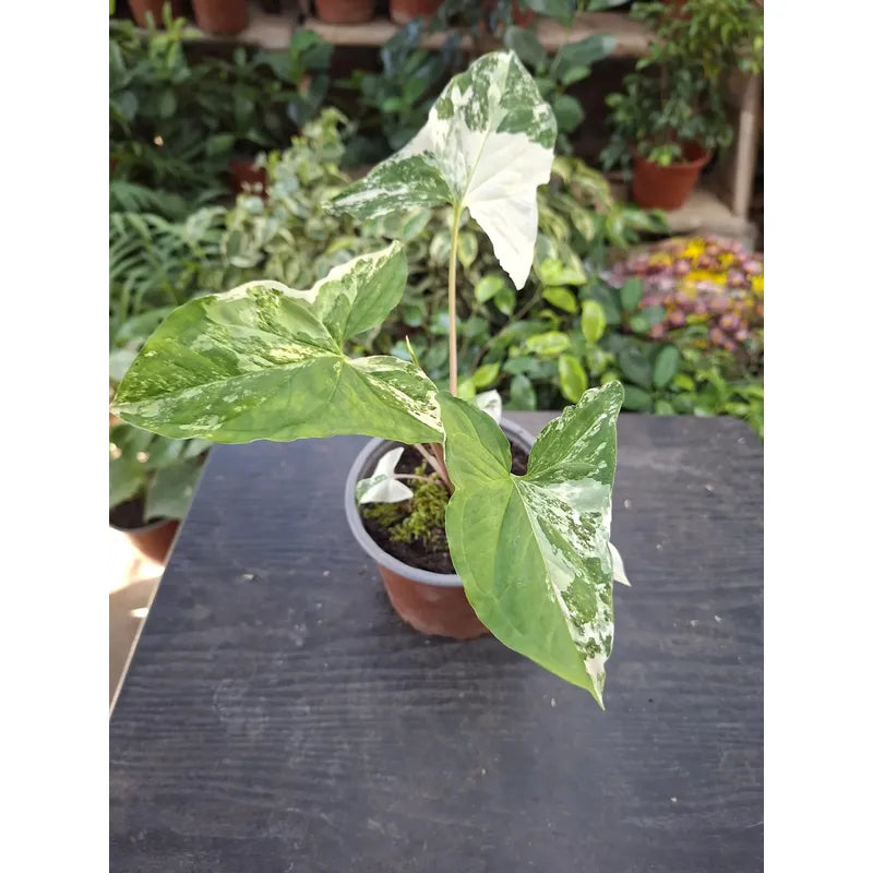 Singonio Variegado Planta Trepadora