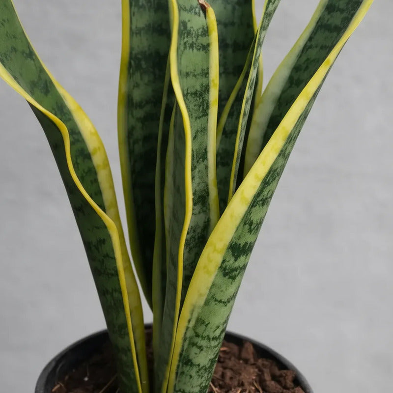Sansevieria Laurentii Grande Varias Hojas /lengua De Suegra