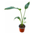 Strelitzia Nicolai Ave Del Paraíso Blanco
