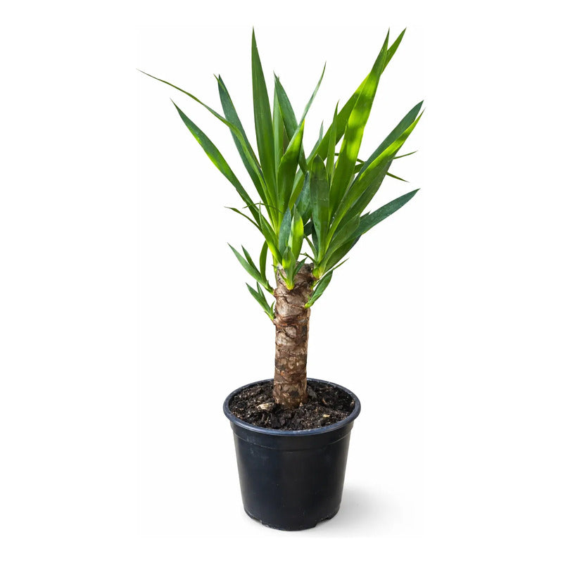 Palmera Interior Yuca Simple