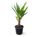 Palmera Interior Yuca Simple