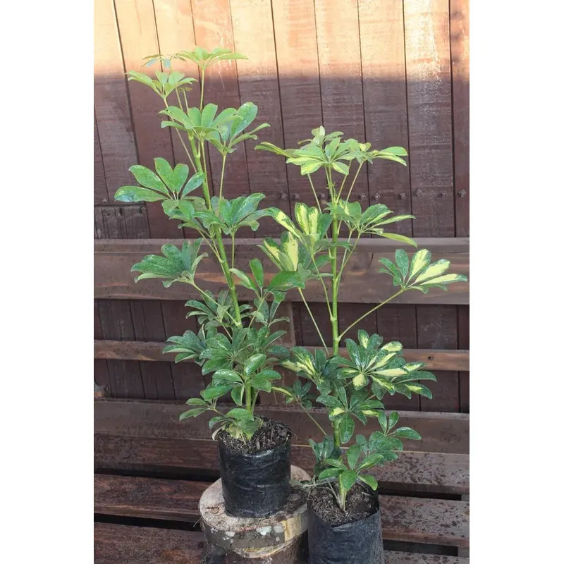 Cheflera / Schefflera Grande