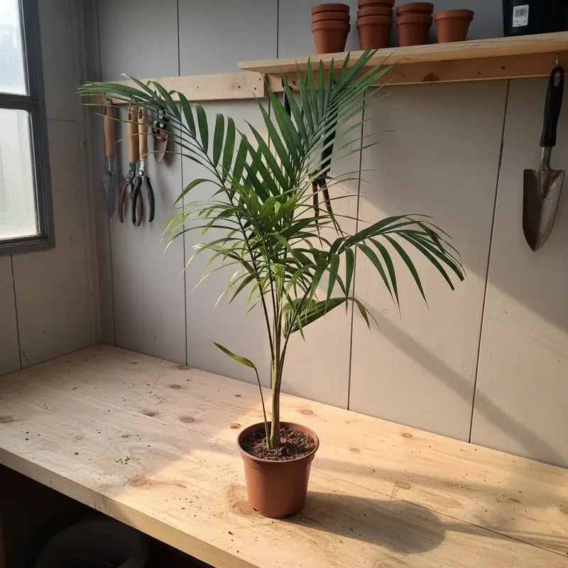 Kentia Palmera Interior Decorativa 120cm