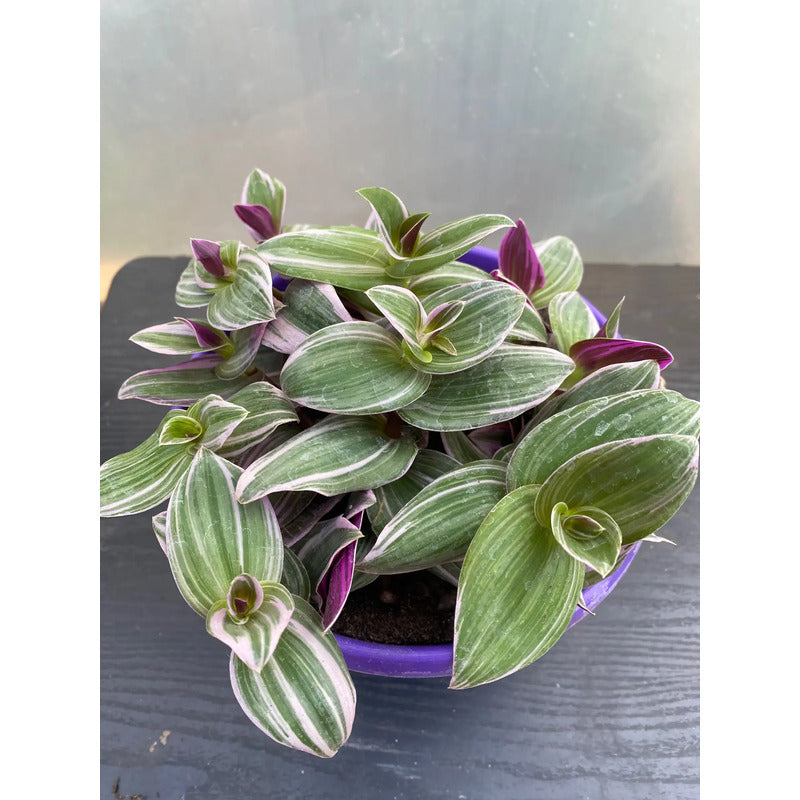 Tradescantia Nanouk Pink