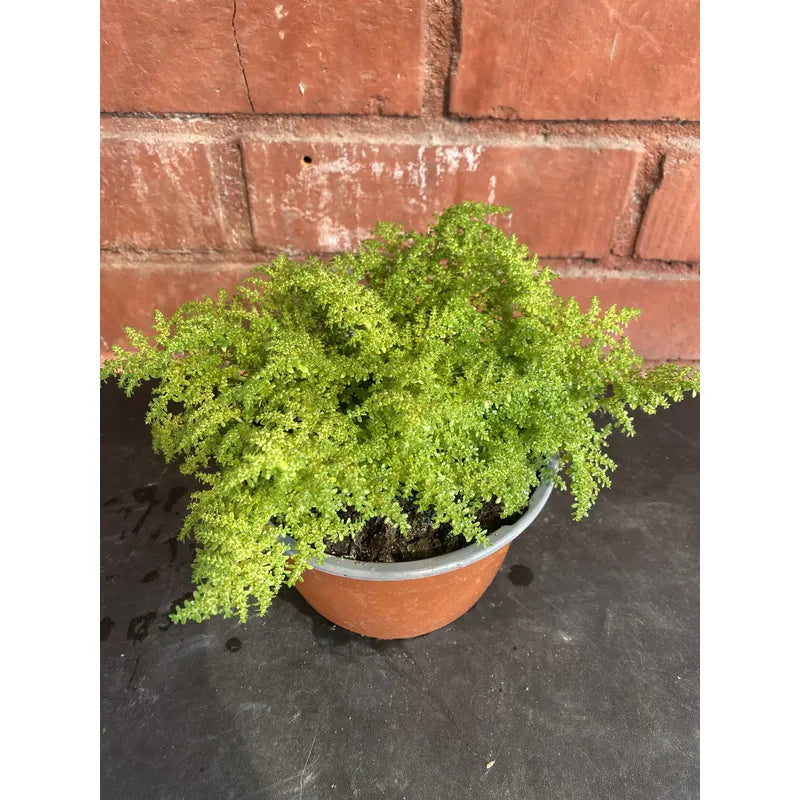 Helecho Arroz Planta Ornamental
