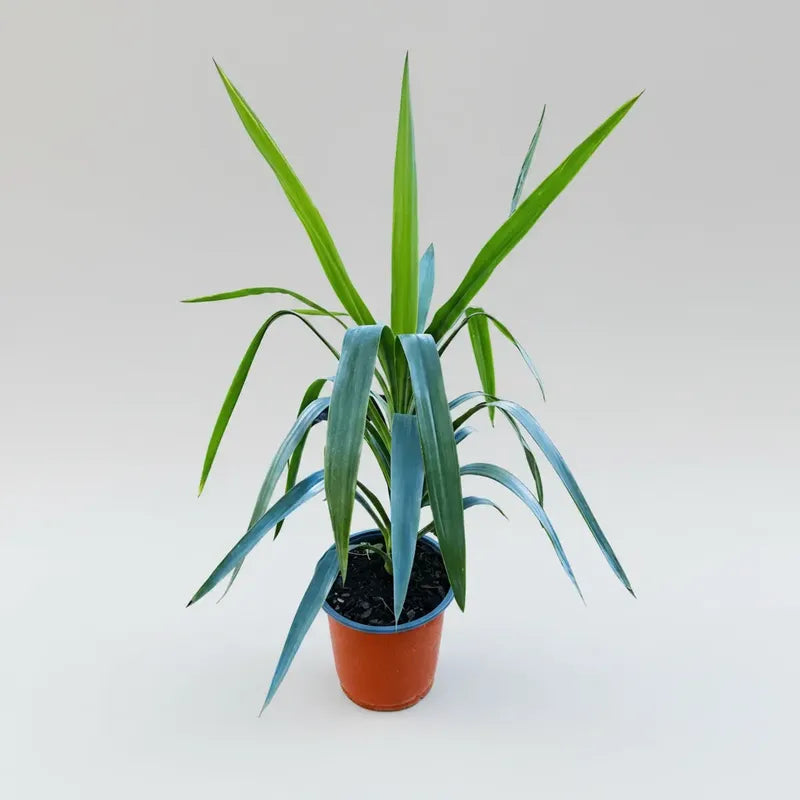Yuca Punta Grande 50cm Palmera Interior Blanco