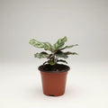 Calathea Makoyana Pequeña Planta Interior