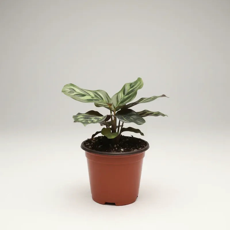 Calathea Makoyana Pequeña Planta Interior