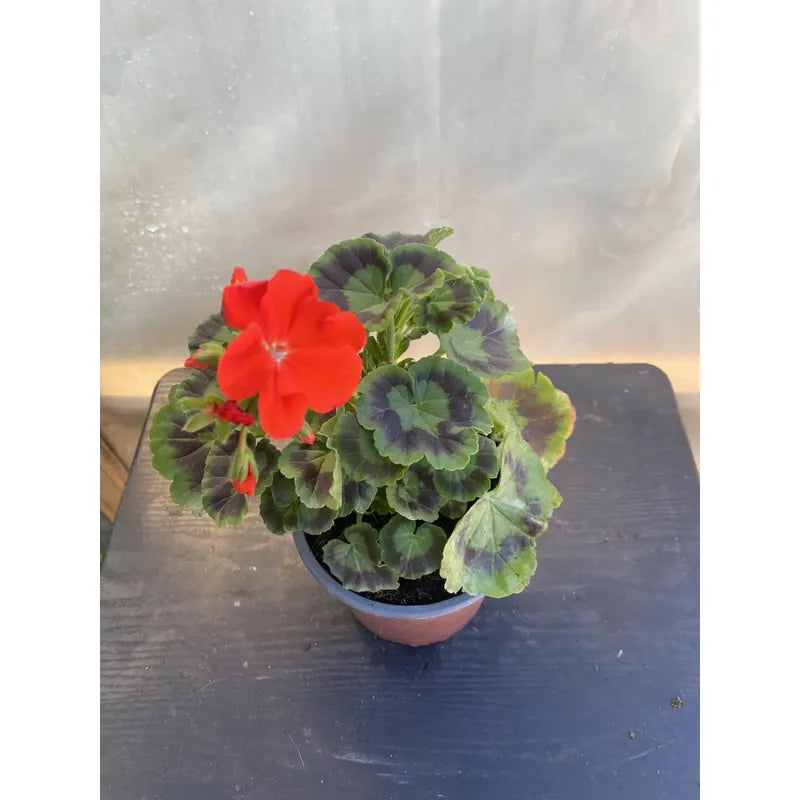 Geranio / Cardenal Planta Ornamental Diferentes Colores