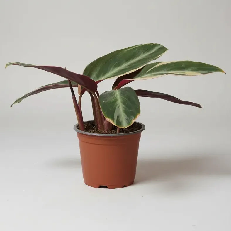 Calathea/ Stromanthe Triostar Planta Interior