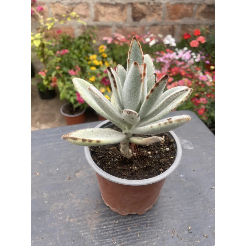 Kalanchoe Tomentosa/orejas De Conejo Suculenta