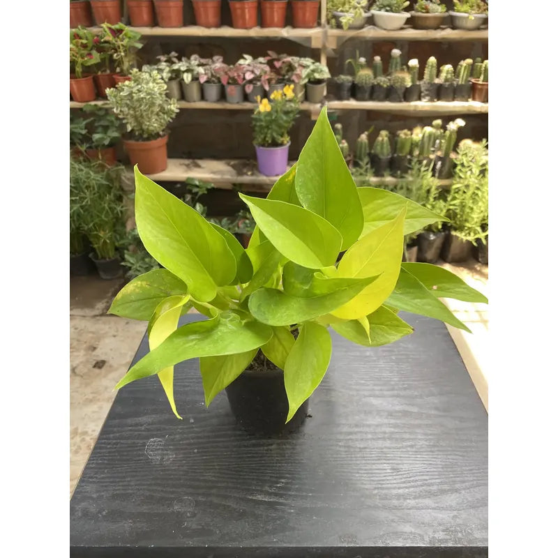 Scindapsus Lemon/neon Potus/pothus Planta Trepadora