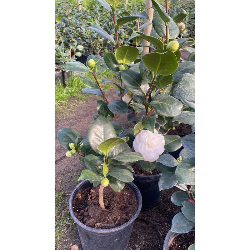 Camelia Grande Planta De Floracion Invernal