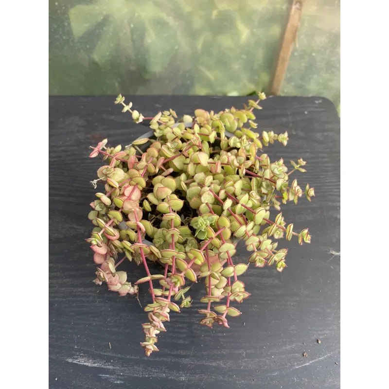 Crasula Pellucida Suculenta