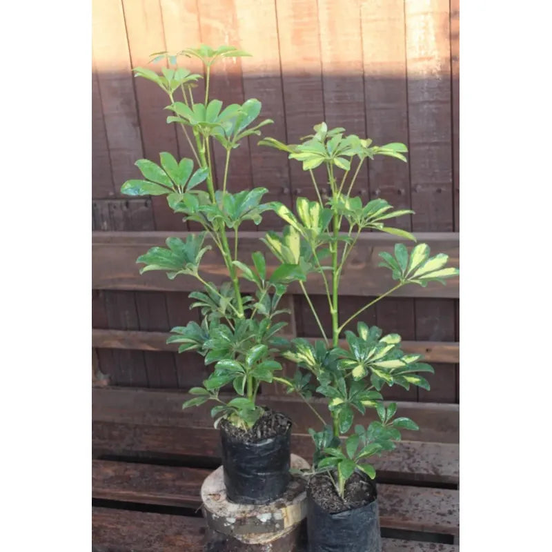 Cheflera / Schefflera Grande