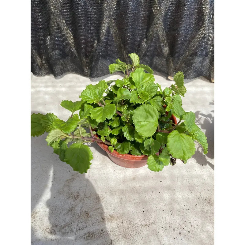 Dolar Verde Planta Colgante Blanco