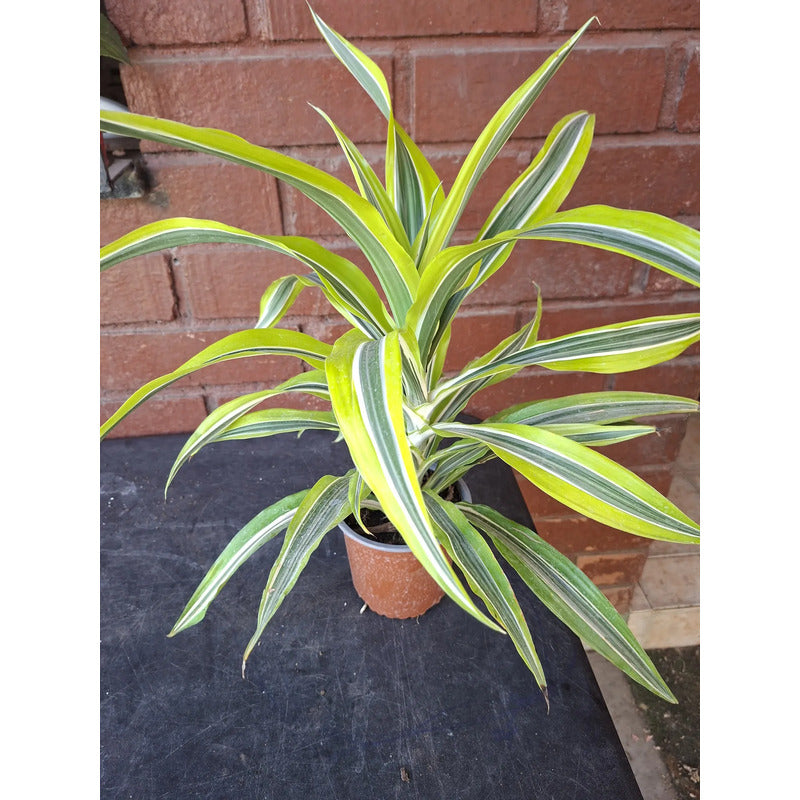 Dracena Warneckii Palmera Interior