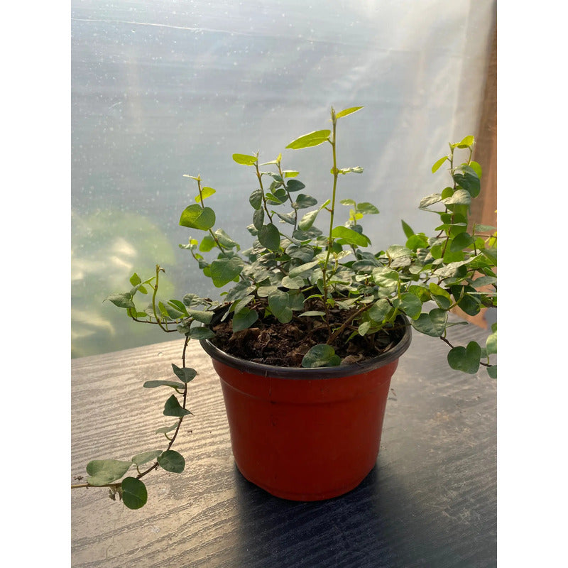 Ficus Repens/ficus Pumila Planta Trepadora