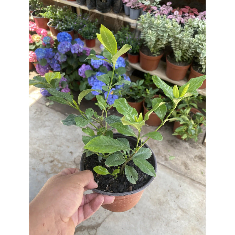 Gardenia / Jazmín Del Cabo Pequeño Planta Aromatica Blanco