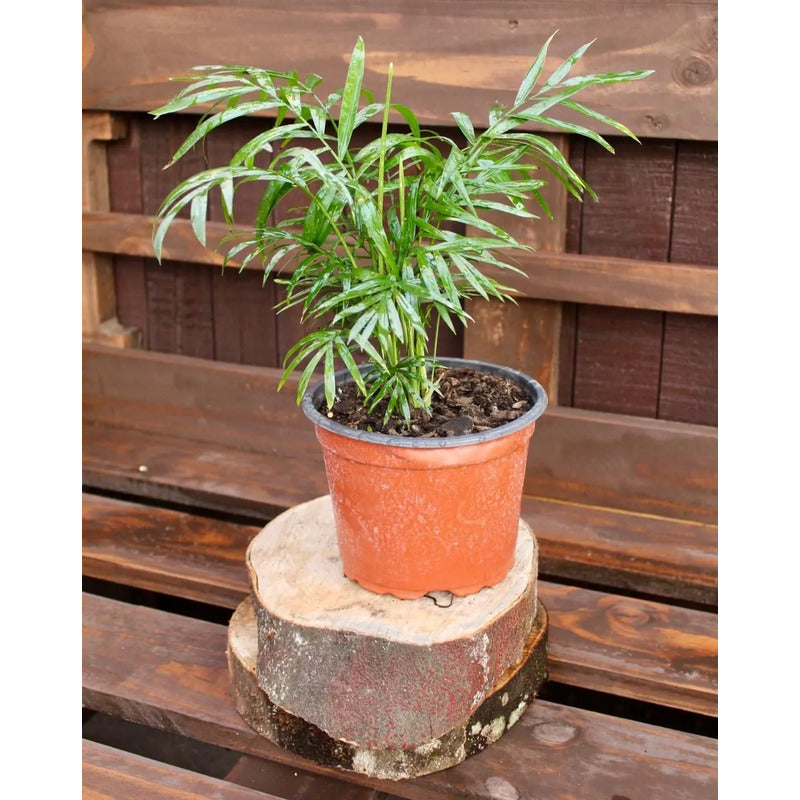 Palmera Interior Chamaedorea Elegans