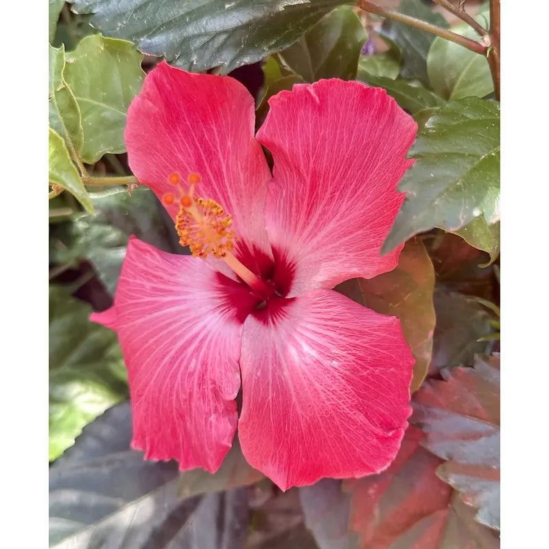Hibisco Flor De Jamaica Árbol Ornamental