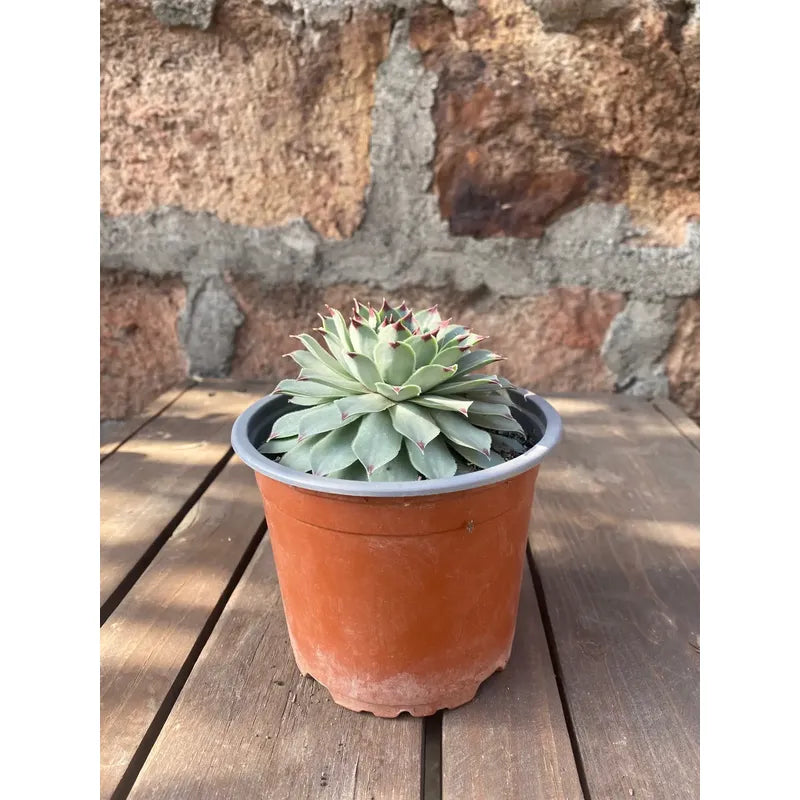 Suculenta Uñas De Señorita Sempervivum Calcareum