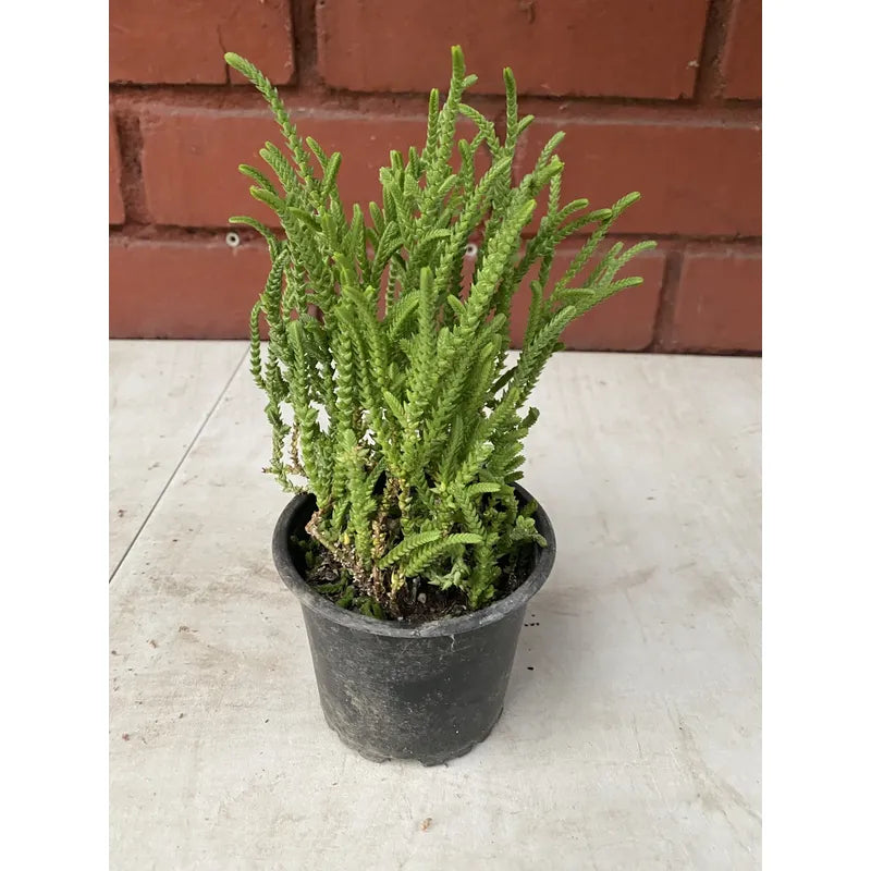 Crassula Muscosa Suculenta Colección