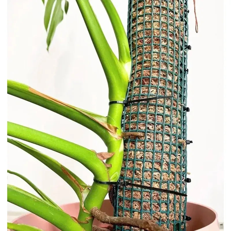 Tutor De Musgo Spagnum 30cm Con Estaca