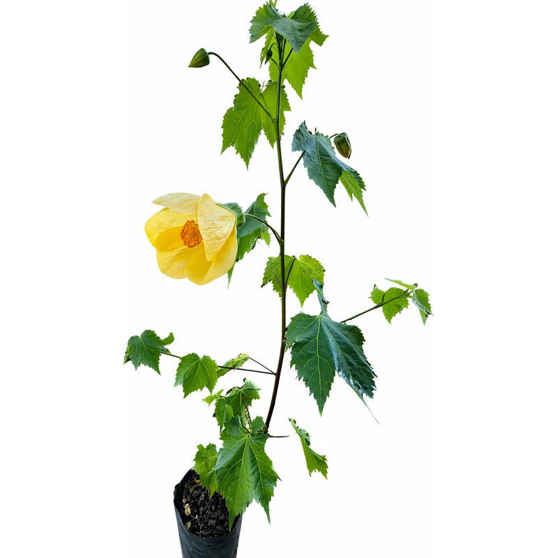 Abutilon Farolito Chino Arbusto Ornamental Pequeño 40cm Amarillo