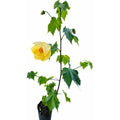 Abutilon Farolito Chino Arbusto Ornamental Pequeño 40cm Amarillo