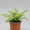 Helecho Arroz Planta Ornamental