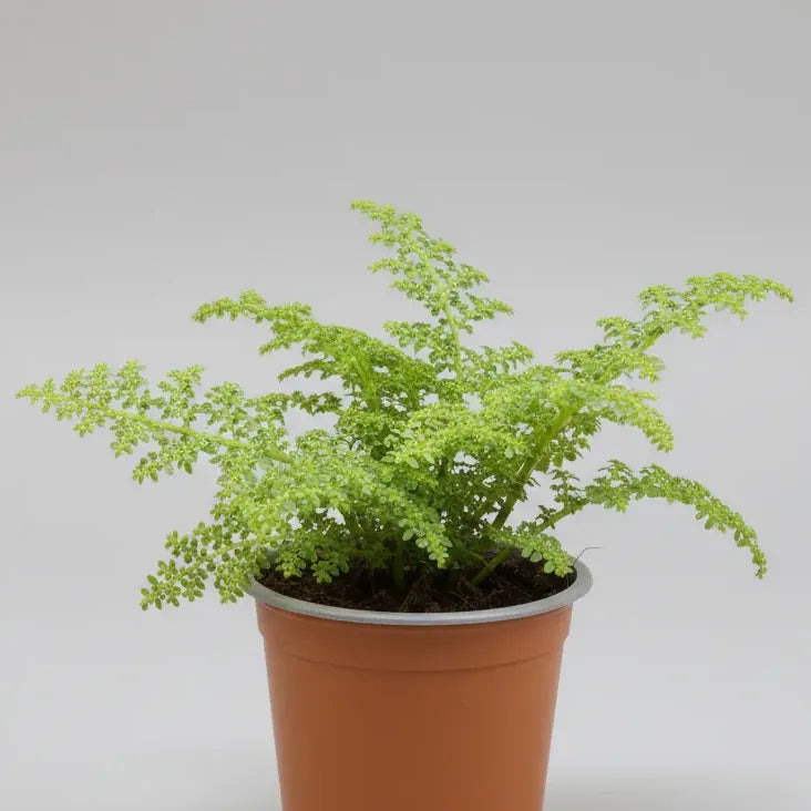 Helecho Arroz Planta Ornamental