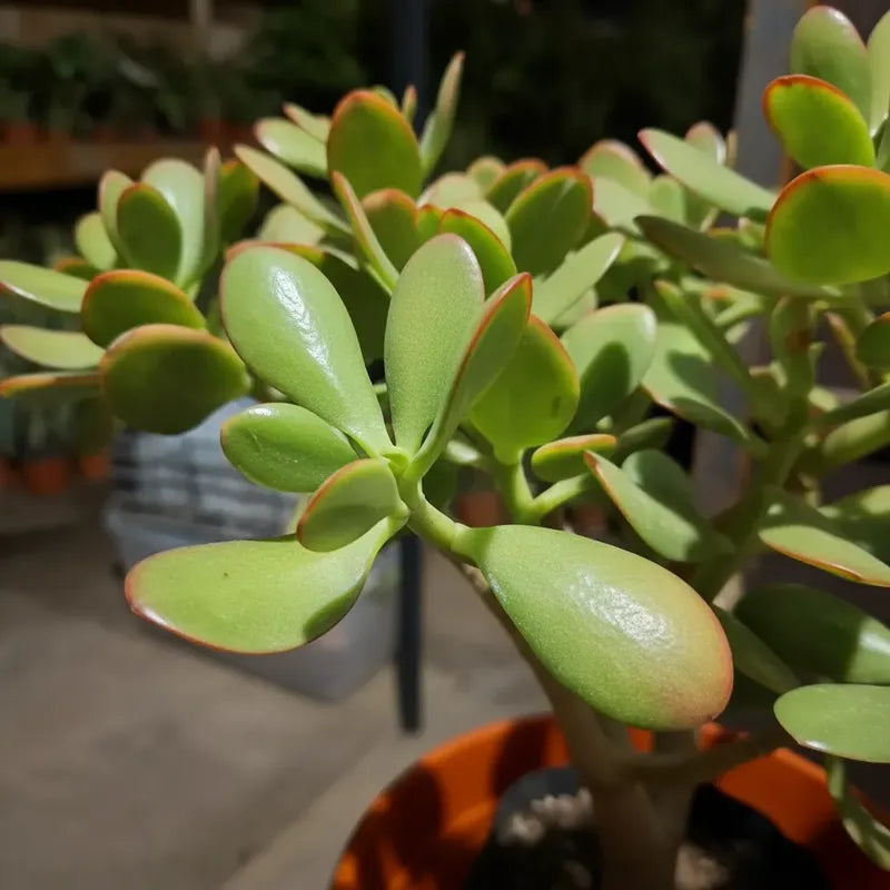 Arbol De Jade Grande / Arbol De La Abundancia