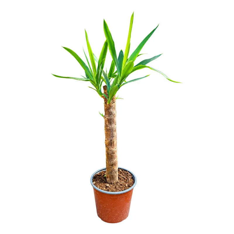 Yuca Grande 50 Cm Palmera Interior