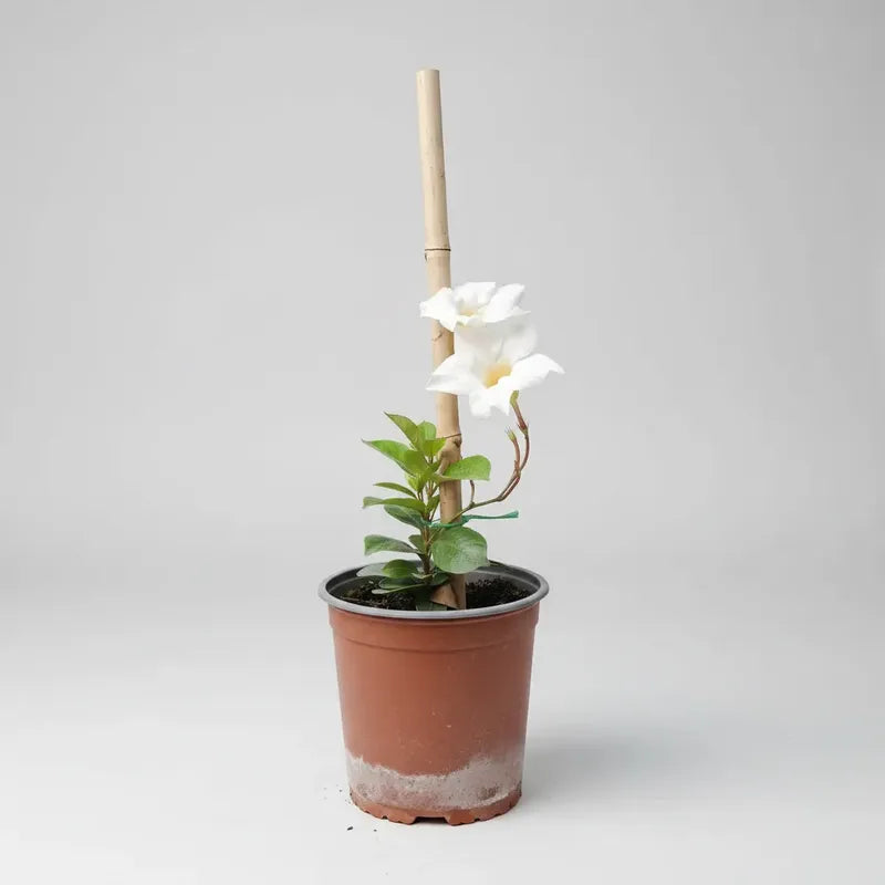 Dipladenia Mandevilla Planta Trepadora Ornamental Blanco