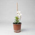 Dipladenia Mandevilla Planta Trepadora Ornamental Blanco