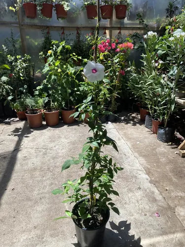 Bignonia/ Copa De Vino /enredadera Planta Trepadora