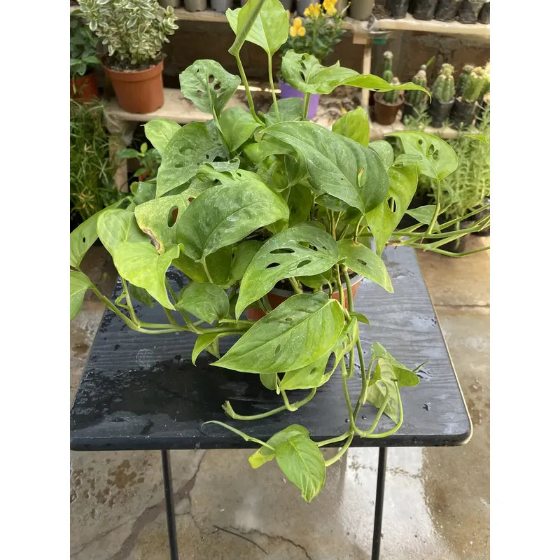 Monstera Adansoni